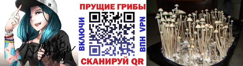 Псилоцибиновые грибы мицелий  блэк спрут ссылки  Дубна 